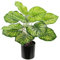Künstliche Maranthus Pflanze im Topf Anthuriumblattpflanze Efeutute Photospflanze Zimmerpflanze Deko Seidenblume Pflanzen Kunstpflanze Dekopflanze Grünpflanze Büropflanze Pothos Blattpflanze Busch