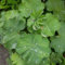 150 pcs Frauenmantel Pflanze Samen, bodendecker pflanzen winterhart indoor garten, Alchemilla vulgaris, heilkräuter nachhaltige geschenke heilkräuter samen geschenk garten pflanzen
