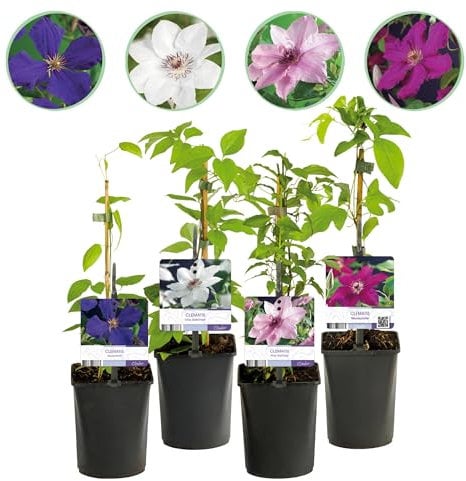 GreenboutiQ - Plante grimpante - Clematis Rainbow - Fleurs Roses Blanches Violettes Rouges - Peu d'entretien - 4 plantes - Pot 11cm Hauteur 40cm