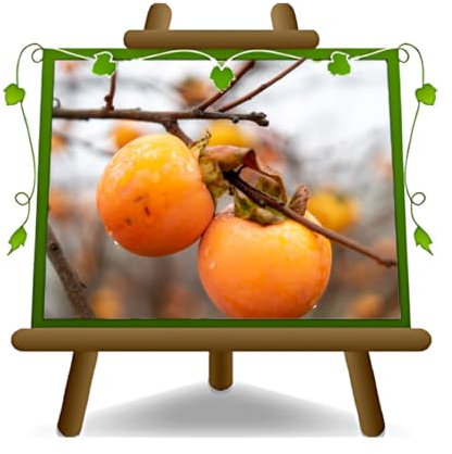 EURO PLANTS VIVAI Diospyros Kaki Vainiglia o vaniglia Pianta da Frutto su Vaso ø 24/26 cm - Altezza 170~200 cm - Età 4 Anni