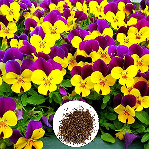Benoon - Semi di fiori da giardino, 20 pezzi, semi di viola ad alta germinazione, facili da coltivare in vaso in rapida crescita per - Semi di viola cornuta