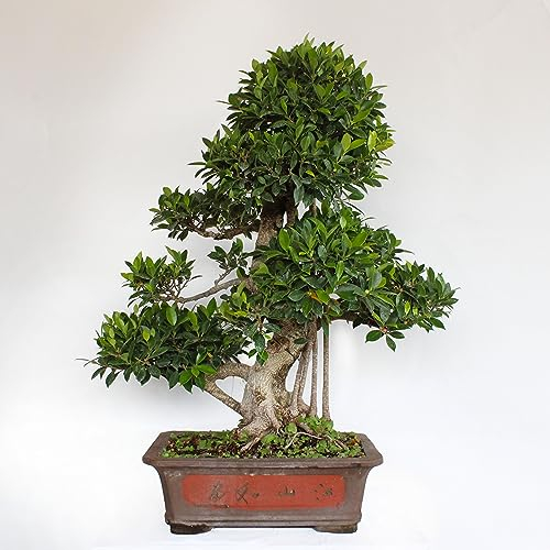 KENTIS - Bonsai Ficus Microcarpa - Bonsai Ficus Retusa - Echte Zimmerpflanze - Handgefertigte Keramiktopf - H 90-100 cm Topf Ø 46 cm