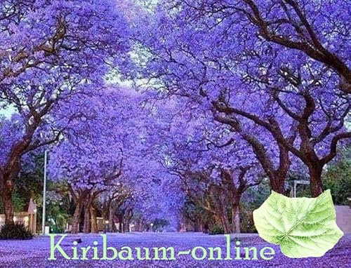 Paulownia Pao Tong Z07, Kiribaum, Blauglockenbaum, schnellwachsend, winterhart bis -33°C