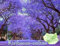 Paulownia Pao Tong Z07, Kiribaum, Blauglockenbaum, schnellwachsend, winterhart bis -33°C