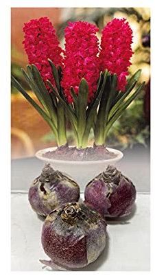 GARTHWAITE NURSERIES® : - UK Stockist : - 6 Prepared Indoor Hyacinth Jan Bos Red Highly Fragrant Size 18/19 Large Bulbs