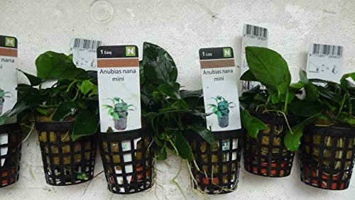 Aqua Plants ANUBIAS Nana Mini