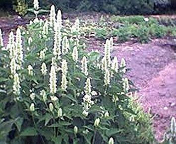 Potseed Hyssop- géant Blanc- Agastache- 100 graines - Bogo 50% de réduction Vente