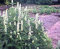 Potseed Hyssop- géant Blanc- Agastache- 100 graines - Bogo 50% de réduction Vente