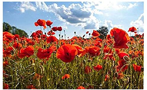 Lot de 300 Graines Pavot Coquelicot Rouge - Pavot des Moissons - 60 cm et plus