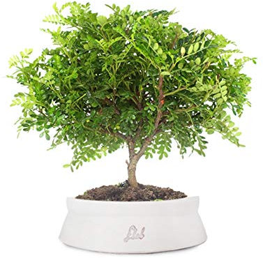 Super Pepe Bonsai Altezza 35 cm, Pianta Vera, per Interno, Vaso Artigianale in Terracotta - Bianco Space