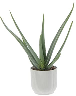 KENTIS - Aloe Vera - Piante Vere da Esterno da Giardino da Balcone - Pianta Grassa Succulenta - H 30-40 cm Vaso 14 cm