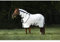Horseware Rambo Natura Rug 0g - White/Navy