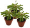 Südseepalme, (Biophytum sensitivum), im 9cm Tontopf, ideal für Kinder, die Pflanze die sich bewegt (3 Pflanzen)