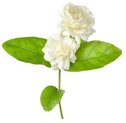 5 pcs jasmin pflanze winterhart samen - blumenwiese samen bäume,Jasminum sambac, bloom bienenfreundliche blumensamen gewächshaus balkon bonsai baum bienenweide saatgut pflanzenkübel