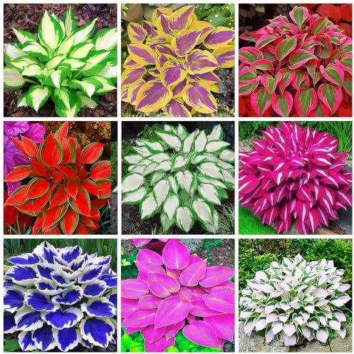 200+ misto Hosta - Bassa manutenzione e alto valore ornamentale, Adatto per uso esterno, casa, giardino e parchi