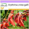 SAFLAX - Albero del corallo - 6 semi - Erythrina crista-galli
