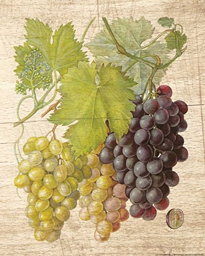 Image on ROLLED CANVAS Grapevine 2 Nobleworks - Food vertical Art print Kitchen decor botanical home decor grapes leaves v Canvas fine art 26_X_20_in