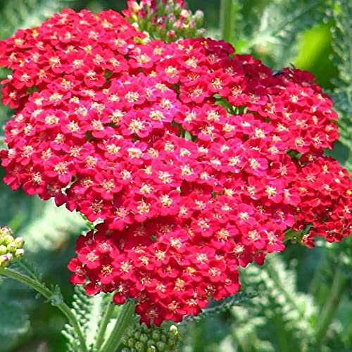 PERZOE 100 Unids Semillas de flores de milenrama Semillas de flores perennes resistentes Semillas de flores de milenrama tolerantes a la sequía Plantas de flores ornamentales en macetas Rojo