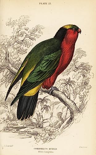 ENYLUFUT Berühmte Gemälde Leinwand Malerei Wandkunst Bilder Deko Kunstwerk Kuhls Lorikeet Vini Kuhlii von William Home Lizars Abstrakt Poster für Wohnzimmerdekoration 60x90cm