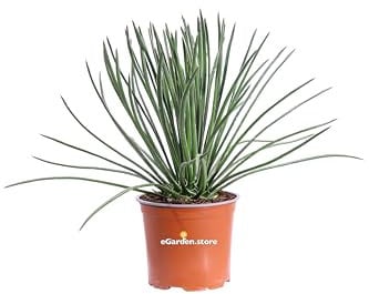 Pianta di Agave Geminiflora pianta da esterno pianta succulenta pianta grassa pianta ornamentale di Agave pianta di Agave varietà Geminiflora pianta vera venduta da eGarden.store (Vaso 15 cm)