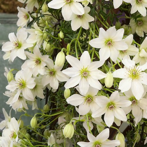2 x Clematis Early Sensation - 2 piante rampicanti sempreverdi, pluriennali e durature invernali, 2 x 1,5 litri, colore: Bianco