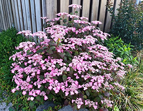 Hydrangea serrata Plant - Avelroz®, Hardy Shrub, Pink Flowers, Ideal for Patio, Cottage Gardens, Cut Flower Garden and as a Specimen Plant, Supplied as 1 x 3-Litre Potted Plant by Suttons