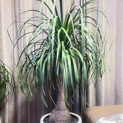 30 pcs Elefantenfuß Pflanze Samen, bonzai baum pflanzendeko Beaucarnea recurvata Elefantenfuß, seed luftreinigende zimmerpflanzen bäume kaufen nachhaltigkeit geschenke bonsai tree