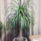 30 pcs Elefantenfuß Pflanze Samen, bonzai baum pflanzendeko Beaucarnea recurvata Elefantenfuß, seed luftreinigende zimmerpflanzen bäume kaufen nachhaltigkeit geschenke bonsai tree