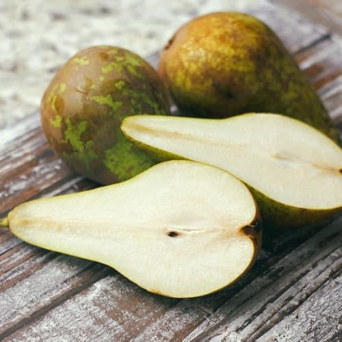 Pear ‘Conference’ Tree – Sweet Dessert & Cooking Pears, Late Autumn Harvest, Partially Self-Fertile, Easy Grow, RHS Favourite - 2 Litre Pot x2 by Thompson & Morgan