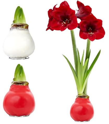 Amaryllis in Wachs Gewachst Pflegeleicht - Weiß+Rot - 2 Zwiebeln | Gewachste Amaryllis-Zwiebel aus Holland, Großformat 28/30, ohne Topf und Erde, ohne Gießen (kein Samen, nicht künstlich)