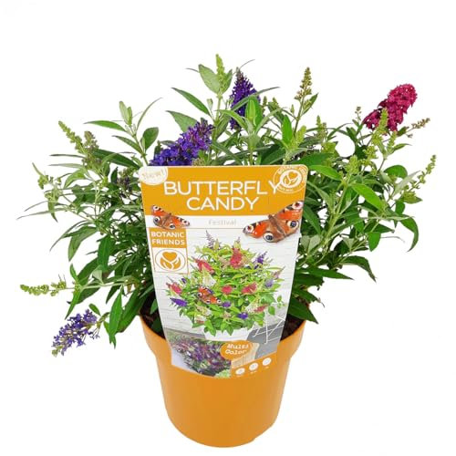 Bloomique - Buddleja Butterfly Candy Festival - Schmetterlingsstrauch - Gartenpflanzen - Winterhart - 3 Blütenfarben in 1 Pflanze - 30-40 cm hoch - Topf 19 cm