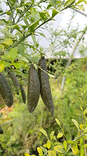 Citrus australasica 'Green Finger' greffé sur Poncirus trifoliata/Citronnier caviar Green Finger/Conteneur de 5 à 6 litres/Touffe