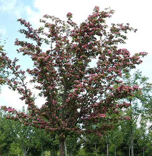 Kaskaden Rotdorn Crimson Cloud 100-125cm - Crataegus laevigata