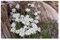 3 x Leontopodium souliei 'Alpina White' (Winterhart/Staude//Mehrjährig/Stauden) Edelweiß - Ein Hauch von Alpenzauber in Ihrem Garten - Steingarten - von Stauden Gänge