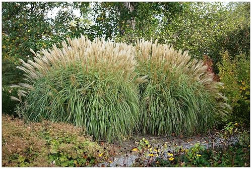 5 x Miscanthus sinensis 'Hermann Müssel' im 1 Liter Topf (Ziergras/Gräser/Winterhart/Mehrjährig/Staude) Chinaschilf - Ein Ziergras, das beeindruckt - Neue Züchtung - von Stauden Gänge