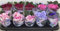 3 x African Violet Saintpaulia Flowering Random Colors Indoor Plants Mix Colours in 12cm pots