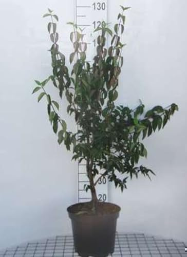 Cornus mas - Kornelkirsche Jolico 60-80 cm Container
