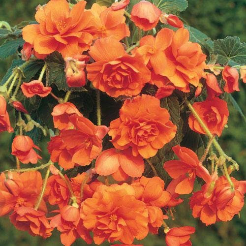 Begonia Pendula Orange x 5 Tubers/Corms/Bulbs - Hanging Basket Mix by Growtanical®