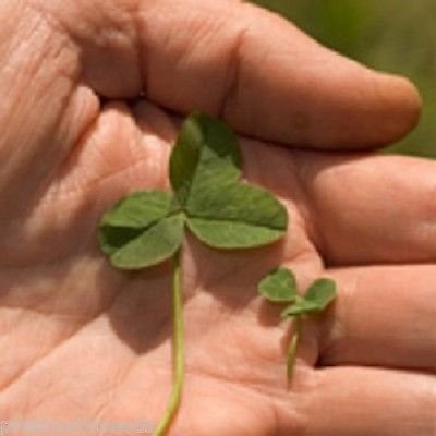 500g Micro Clover Seed Jura Low Maintenance Drought Resistant NO Grass 500g