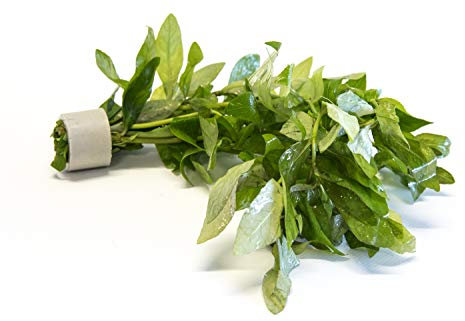 Lincolnshire Pond Plants Ltd - Potted - Ceramic - Loose - Kits (Ceramic Weight, Ludwigia Palustries Green)