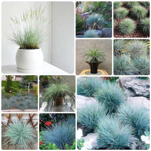100 Pcs Blauschwingel Gras Winterhart Samen - Festuca Glauca - Kräuter Pflanzen, Luftreinigende Zimmerpflanzen Samen, Exotische Samen Ziergras/Gräser/Ziergräser Samen, Balkonpflanzen