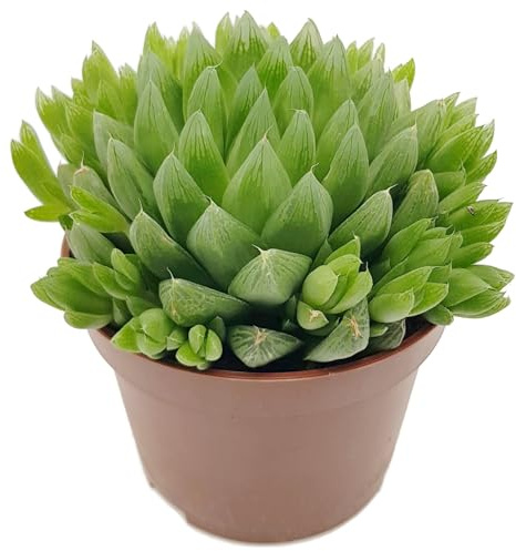Fangblatt - Haworthia turgida Hybride - kompakte Sukkulente im Ø 10 cm Topf – gläserne Rosettenpflanze für helle Fensterbänke - Zimmerpflanze perfekt für Faule