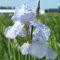 3x Schwertlilie Iris barbata 'Blue Sapphire' Rhizome Blumenzwiebeln