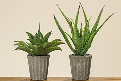 BOLTZE 1002233 Agave im Topf 30-50 cm Sortiert (1 Stück)