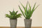 BOLTZE 1002233 Agave im Topf 30-50 cm Sortiert (1 Stück)