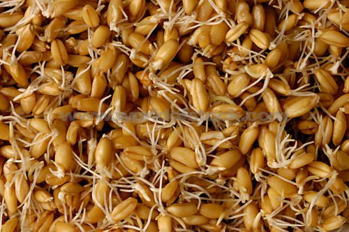 PREMIER SEEDS DIRECT ORG167 - Sprouting Seeds - Wheat - 40GM (Organic/BIO)