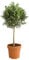 Olivenbaum Hochstämmchen Bonsai Olea Europea circa 50-60 cm Gesamthöhe grün