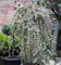 Hochstamm Mispel Juliette 40-60cm - Cotoneaster dammeri