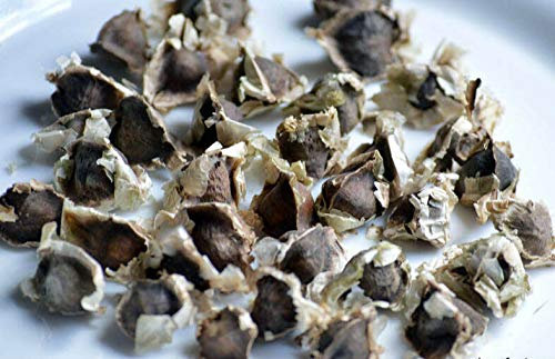 Portal Cool 10 Frische Samen der Moringa. oleifera - Moringa frische Samen - baum