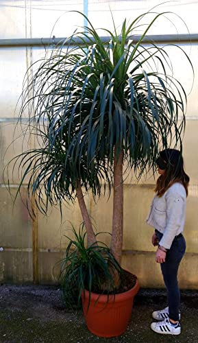 POWERS TO FLOWERS - BEAUCARNEA RECURVATA, MANGIAFUMO, ESEMPLARE altezza 230cm, vaso 50cm diametro, pianta vera